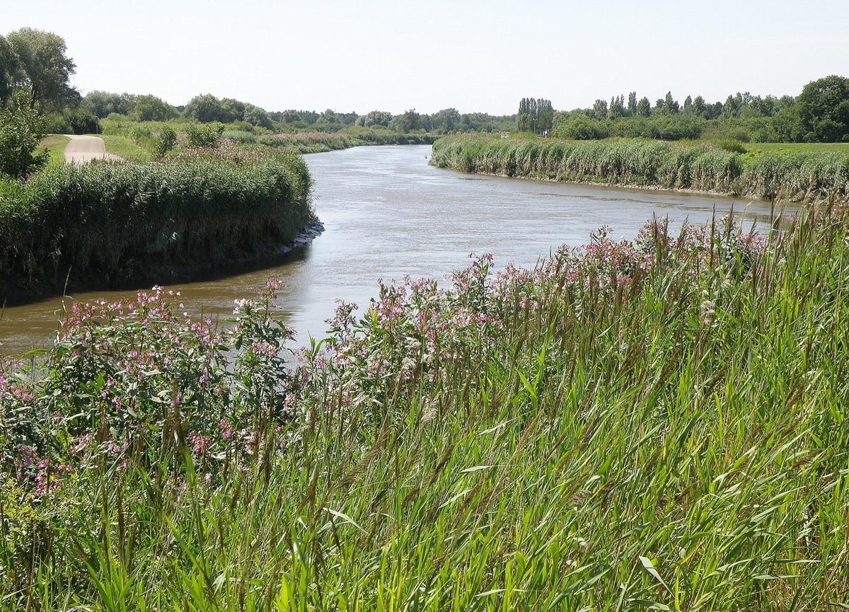 De Nete tussen rietkragen en bloeiende planten, net buiten Lier